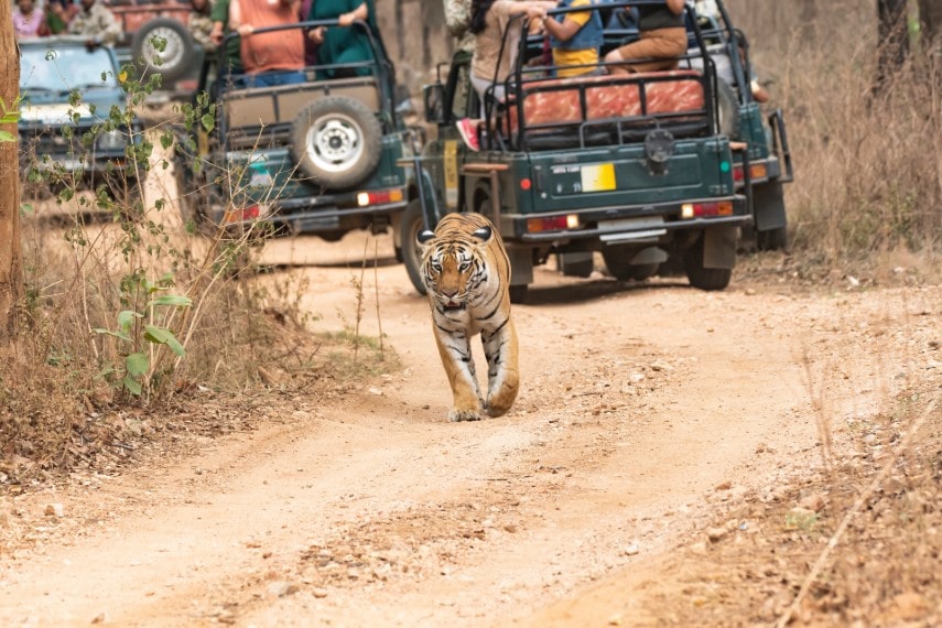 Safari experience at Ranthambore national park