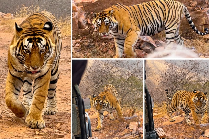 Tigers in Ranthambore National park