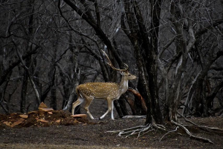Zones in Ranthambore